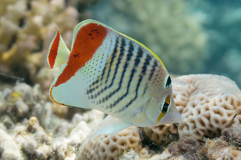 Crown Butterflyfish