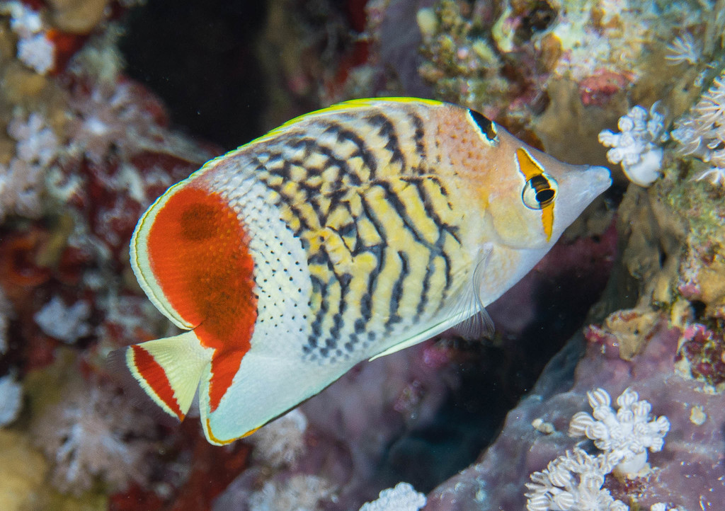Crown Butterflyfish