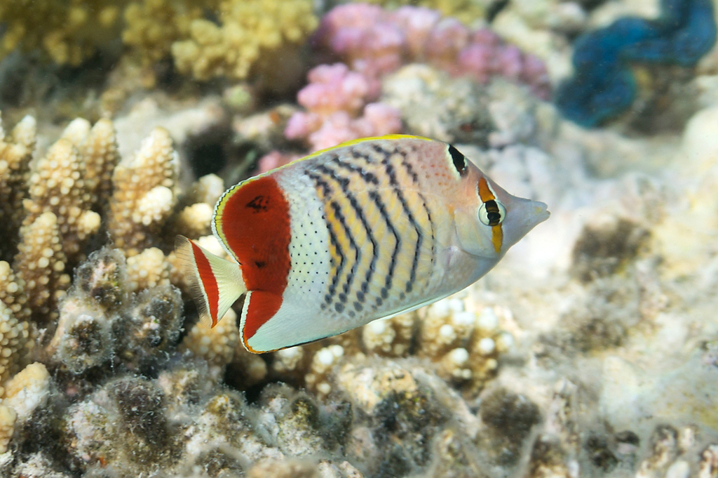 Crown Butterflyfish