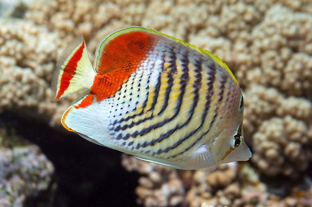 Crown Butterflyfish