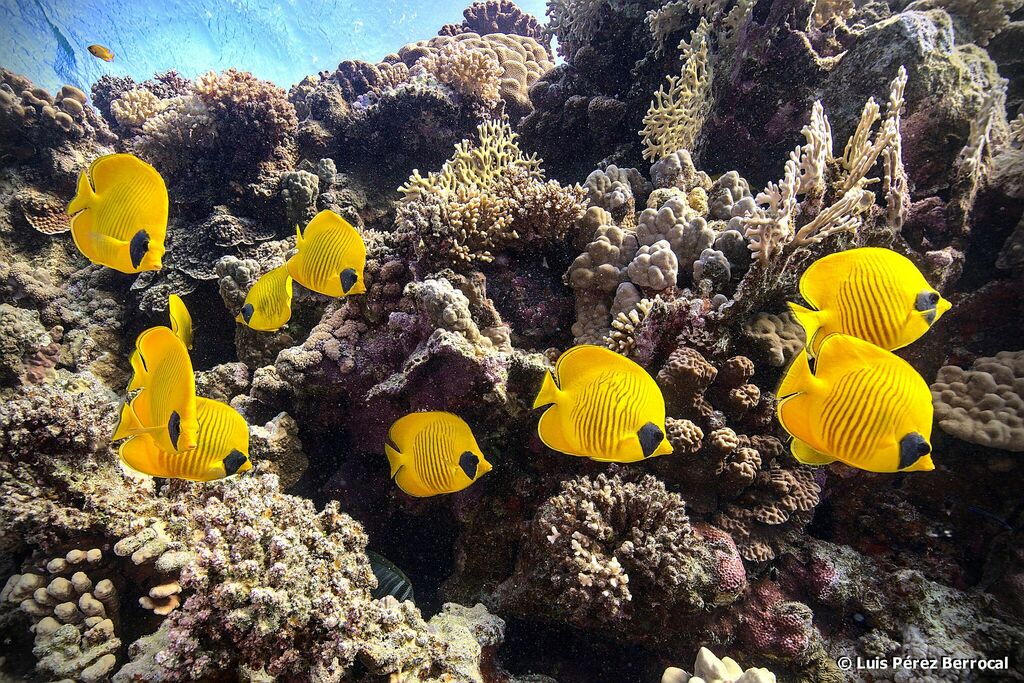 Poisson-papillon jaune de mer Rouge