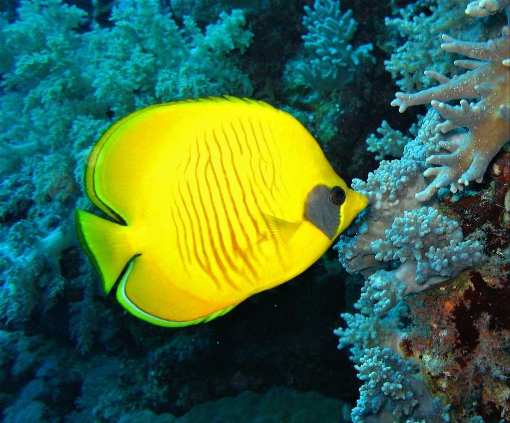 Poisson-papillon jaune de mer Rouge