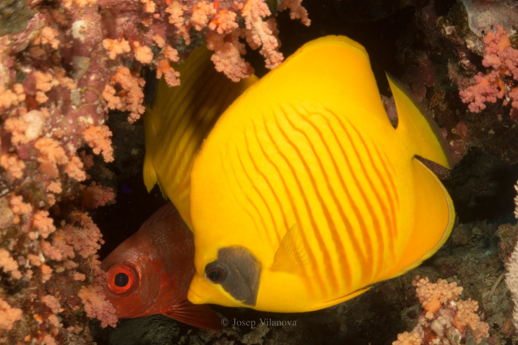 Poisson-papillon jaune de mer Rouge