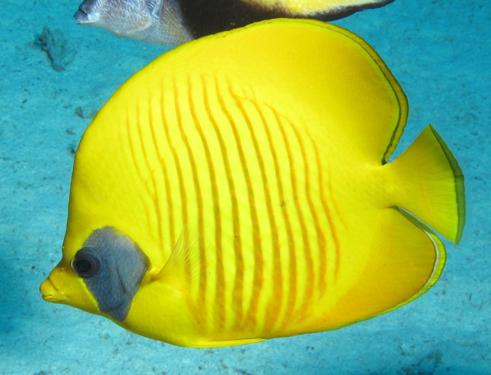 Poisson-papillon jaune de mer Rouge