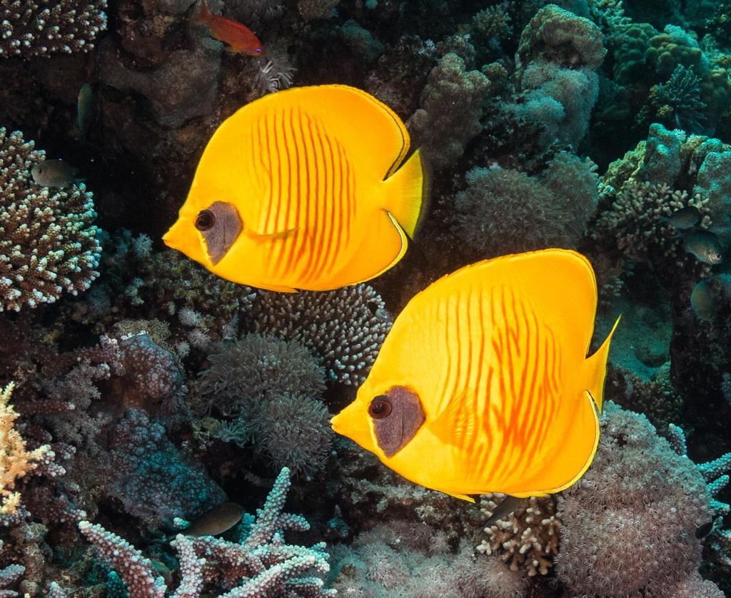 Poisson-papillon jaune de mer Rouge