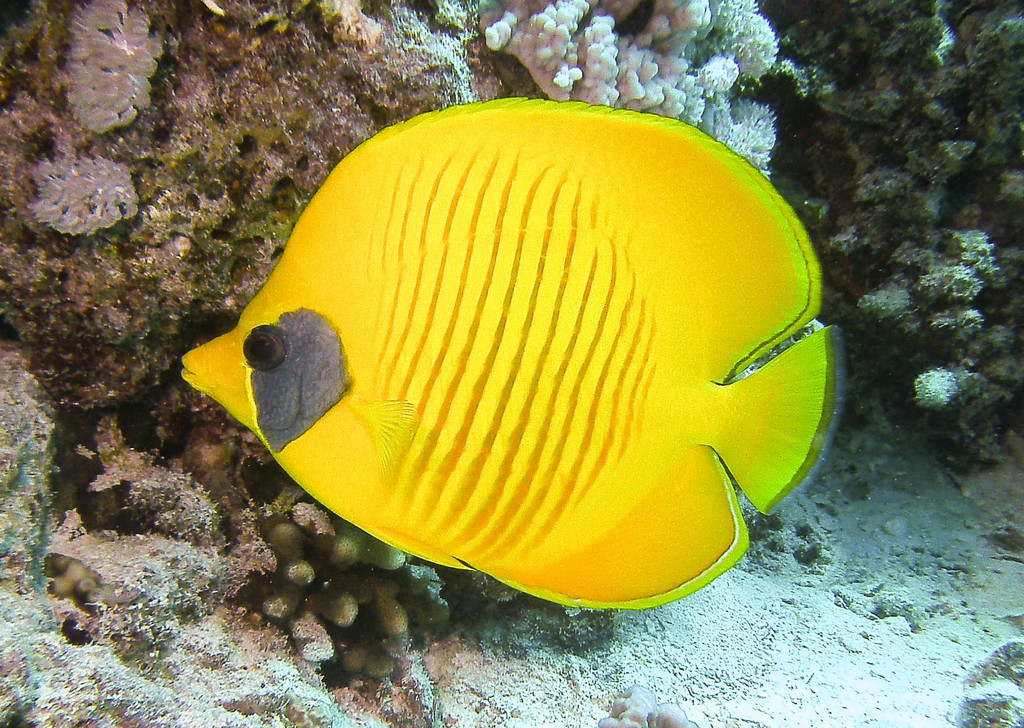 Poisson-papillon jaune de mer Rouge