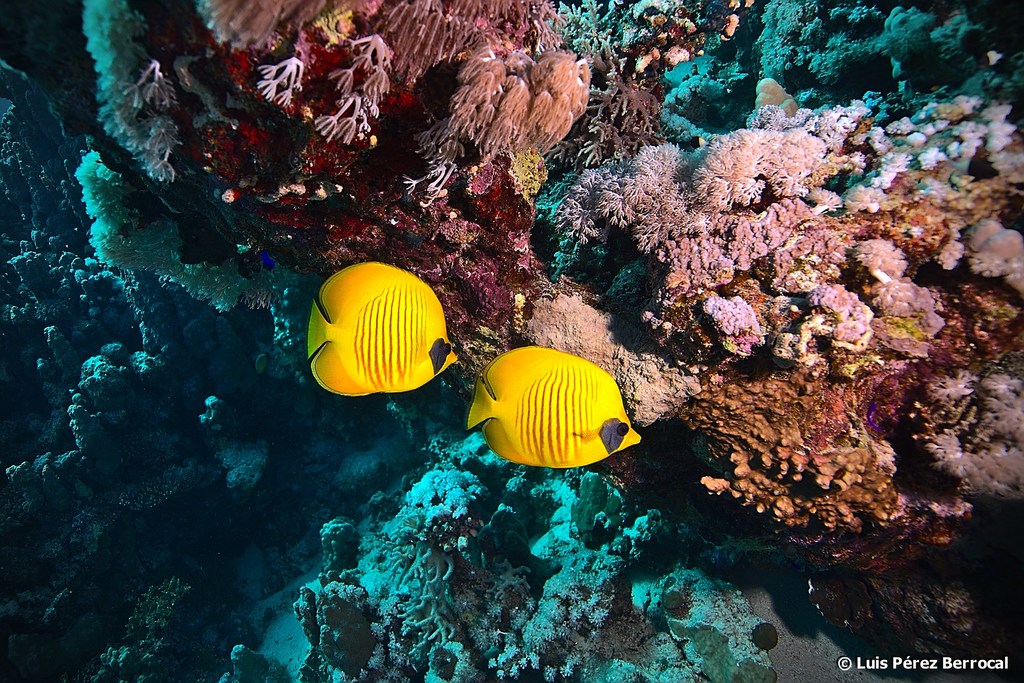 Poisson-papillon jaune de mer Rouge
