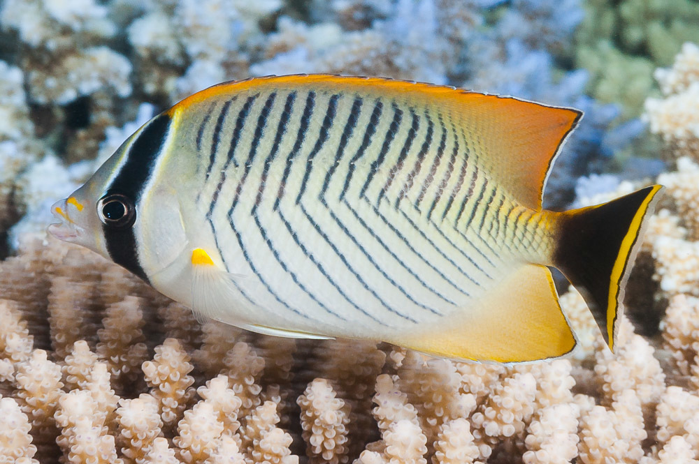 Chevron Butterflyfish