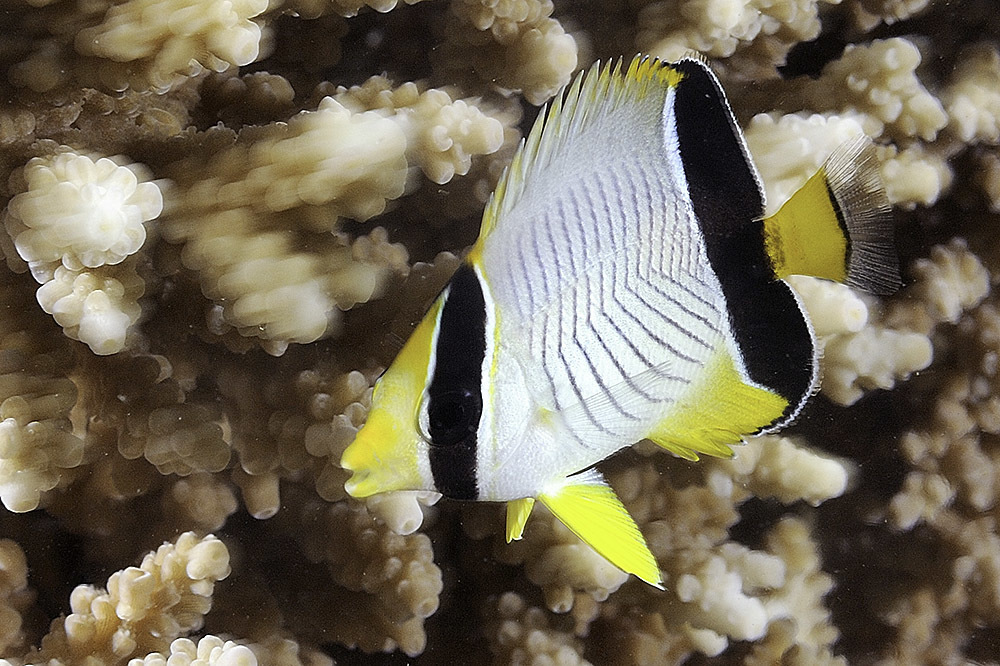 Chevron Butterflyfish