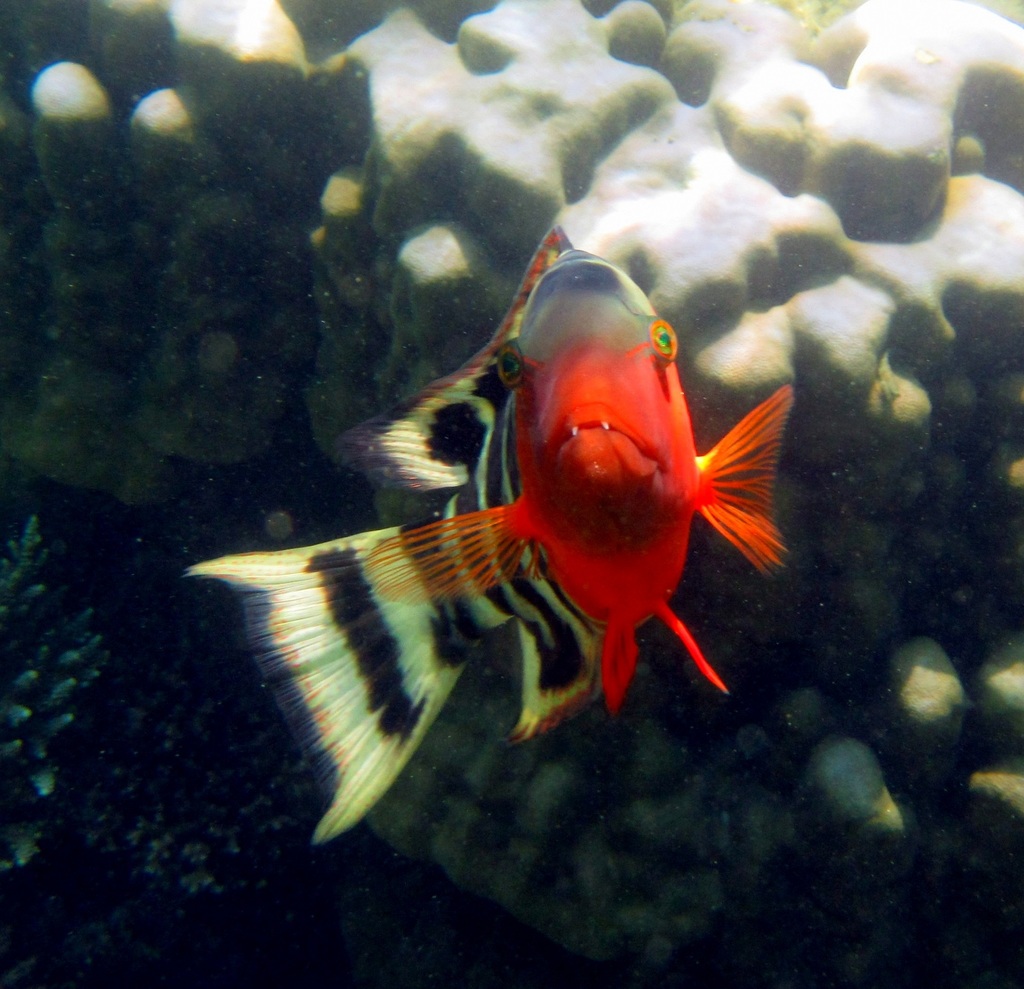 Labre à poitrine rouge