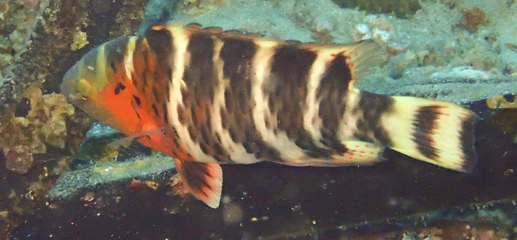 Labre à poitrine rouge