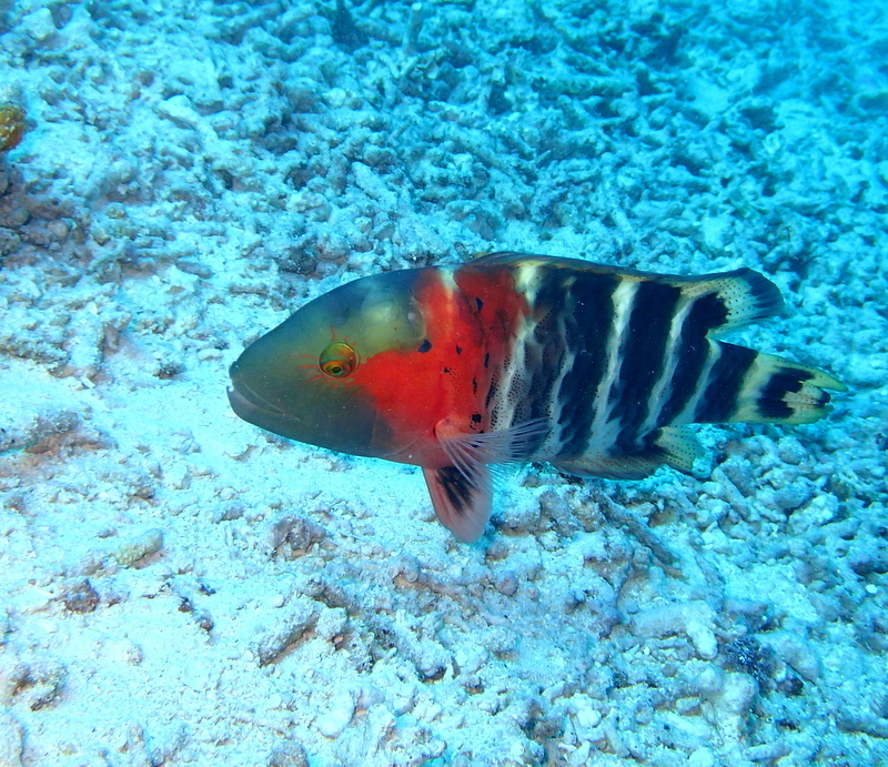 Labre à poitrine rouge
