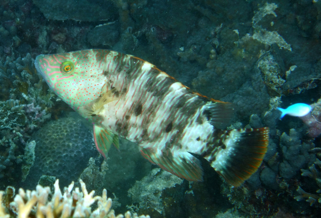 Tripletail Maori Wrasse