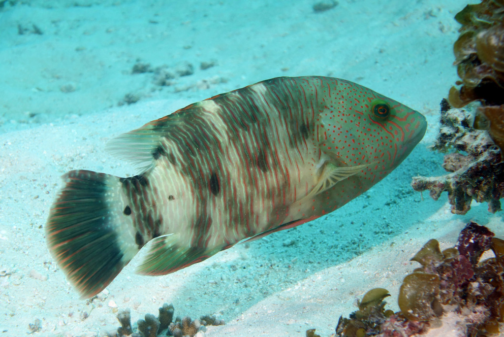 Tripletail Maori Wrasse