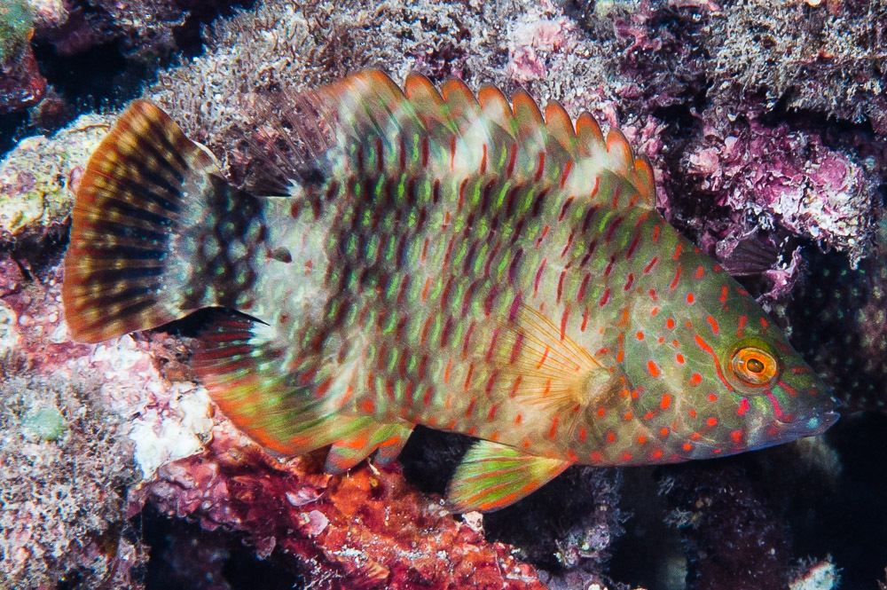 Tripletail Maori Wrasse