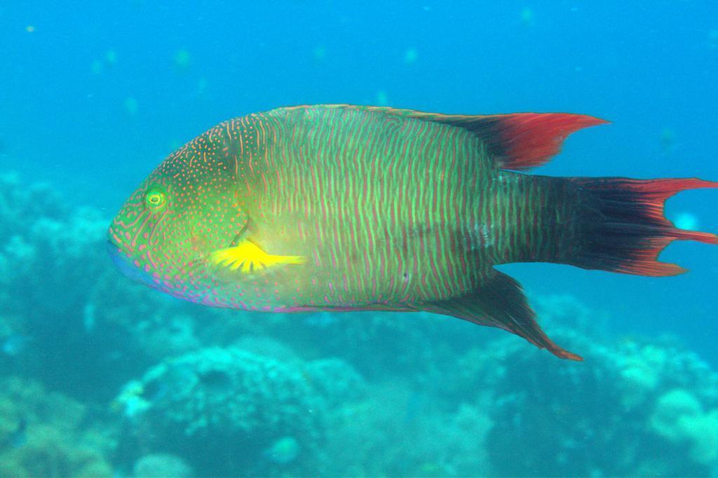 Tripletail Maori Wrasse