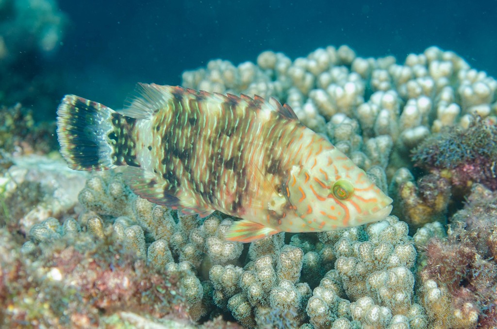 Tripletail Maori Wrasse