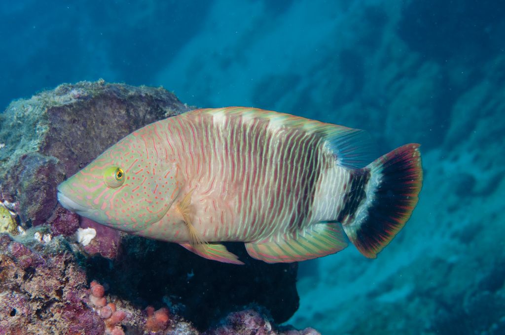 Tripletail Maori Wrasse