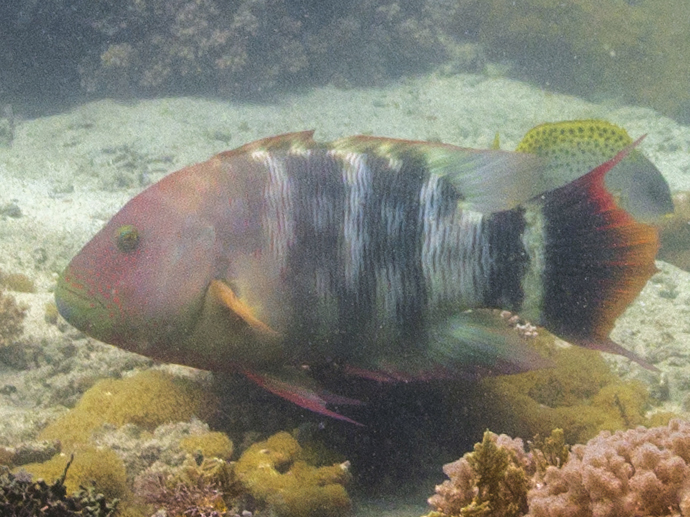 Tripletail Maori Wrasse