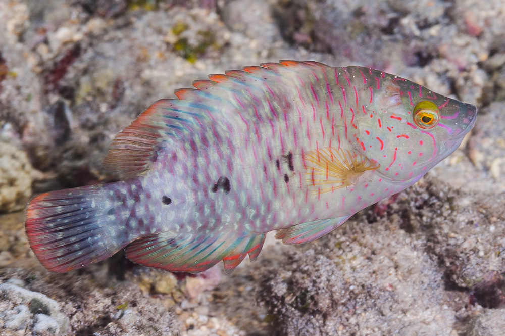 Tripletail Maori Wrasse