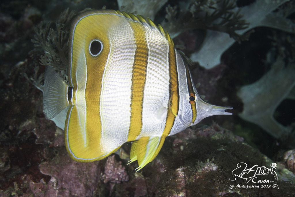 Copperband Butterflyfish