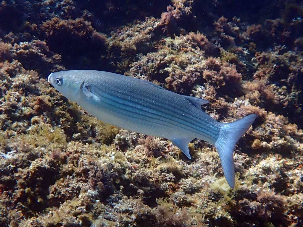 thicklip grey mullet