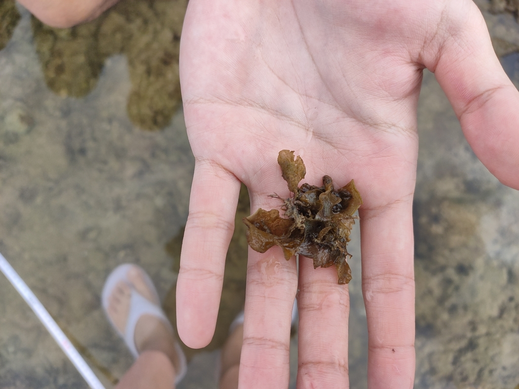 Turkeytail Seaweed