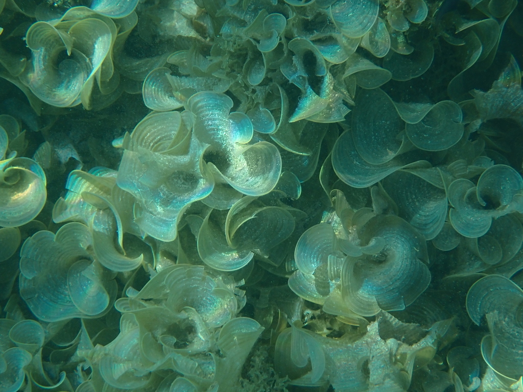 Turkeytail Seaweed