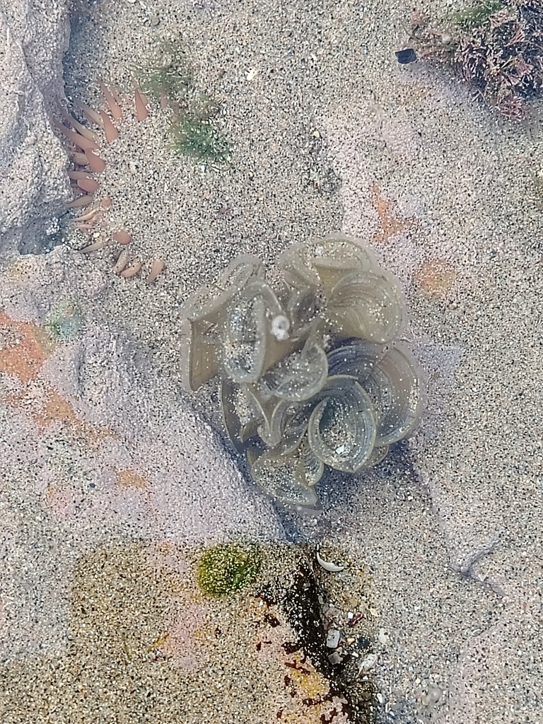 Turkeytail Seaweed