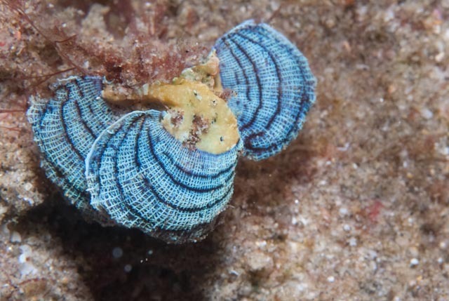 Turkeytail Seaweed