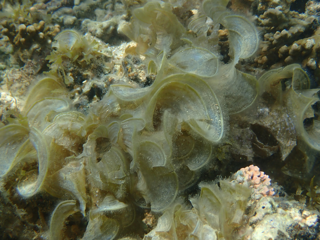 Turkeytail Seaweed