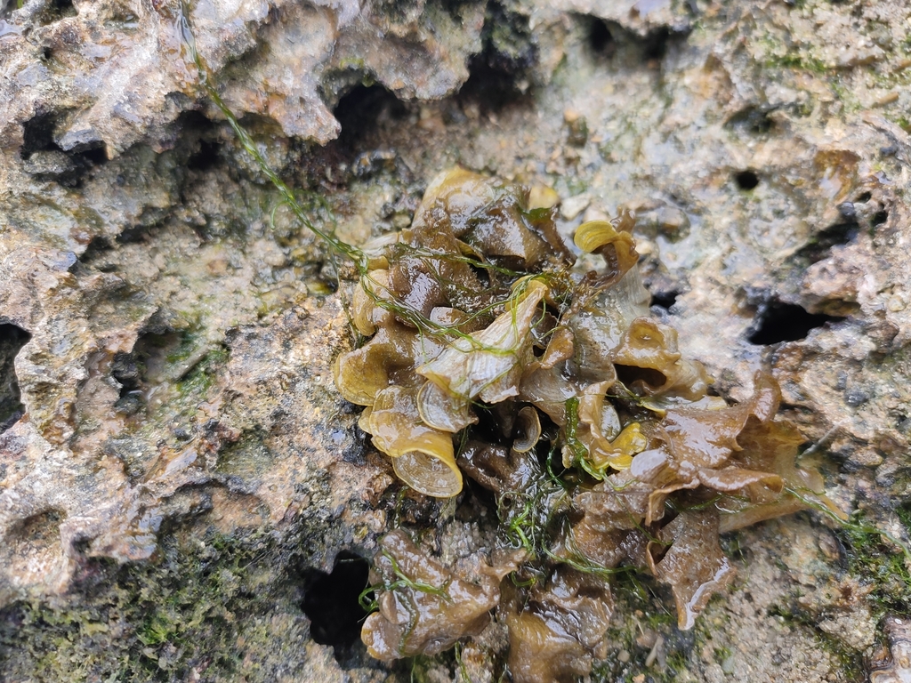 Turkeytail Seaweed