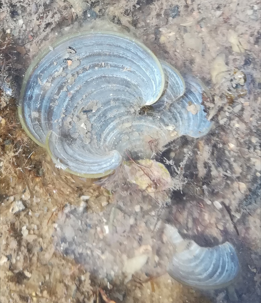 Turkeytail Seaweed