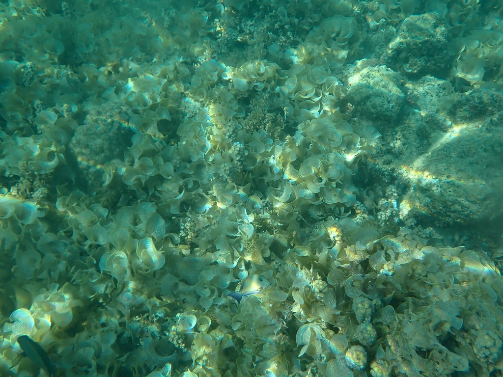 Turkeytail Seaweed