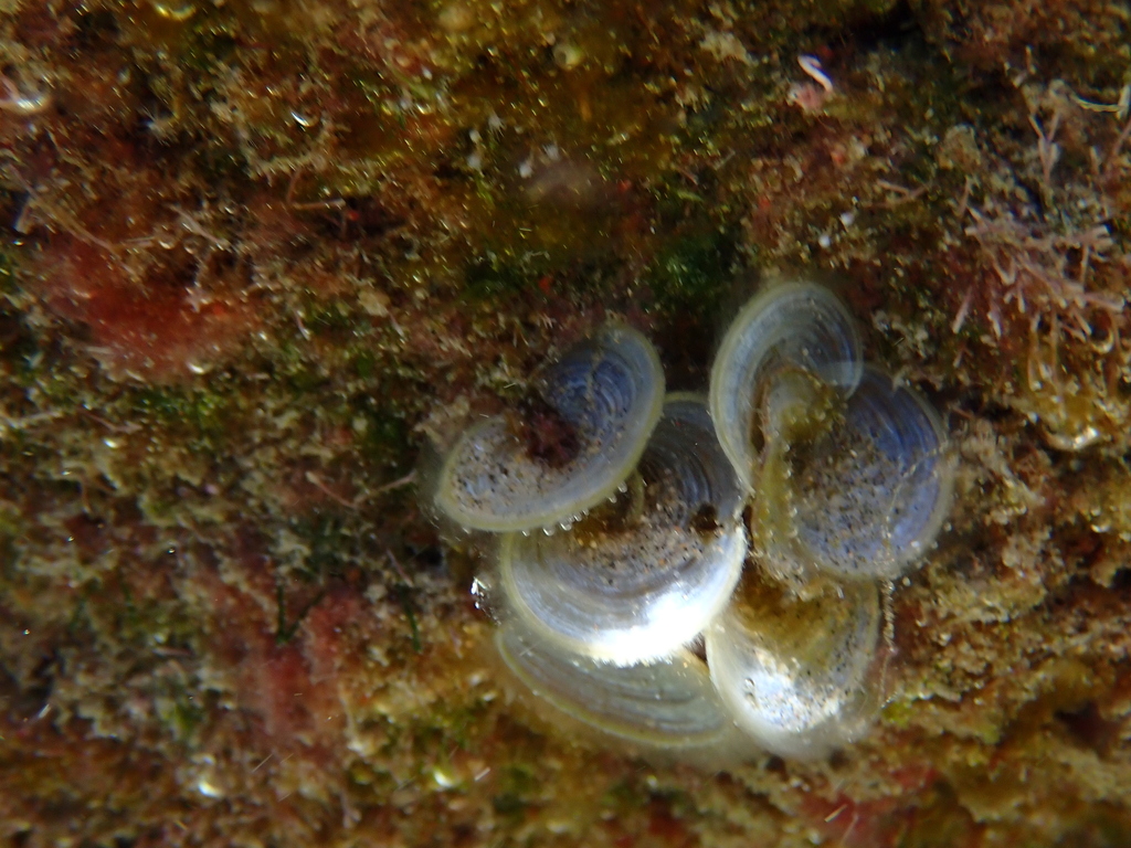 Turkeytail Seaweed