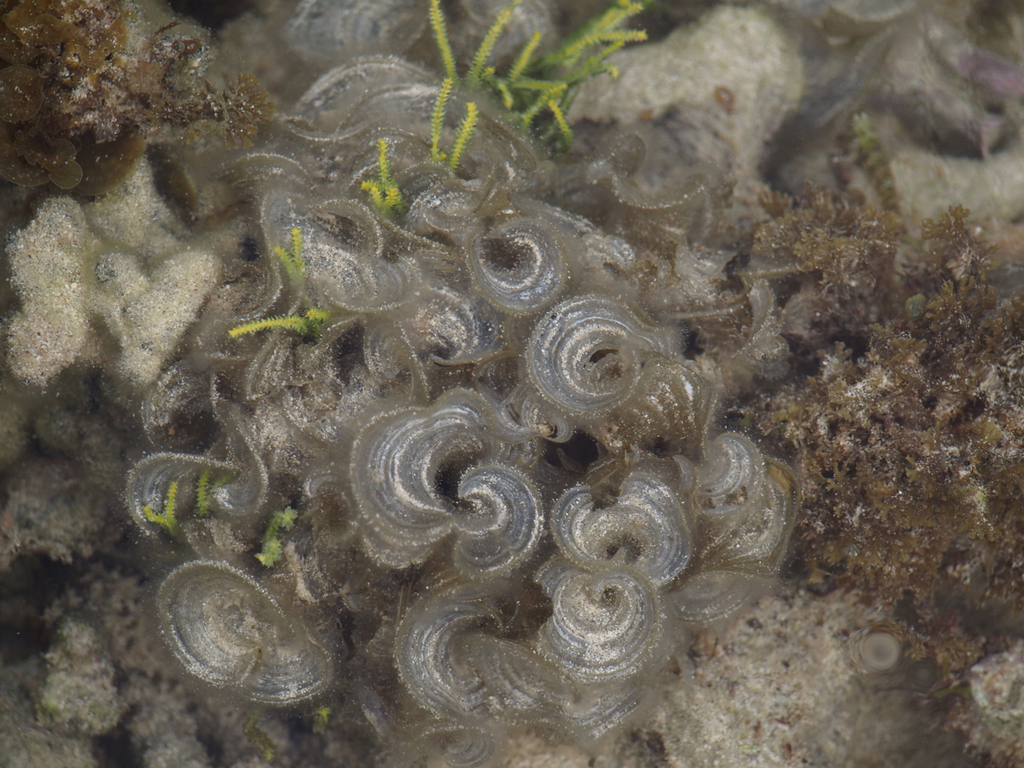 Turkeytail Seaweed