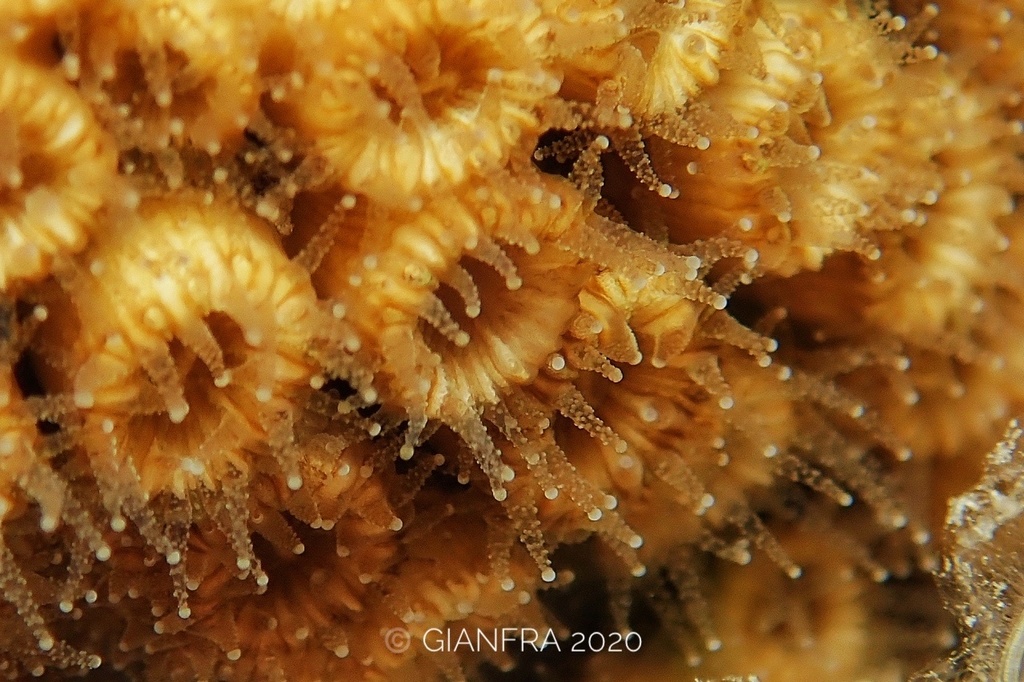 Cushion Coral