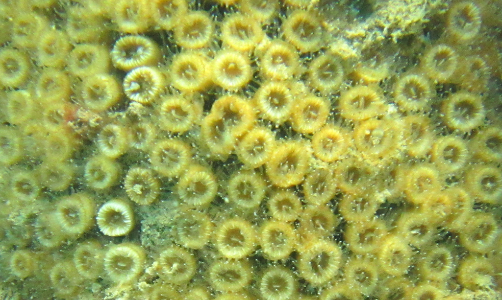Cushion Coral