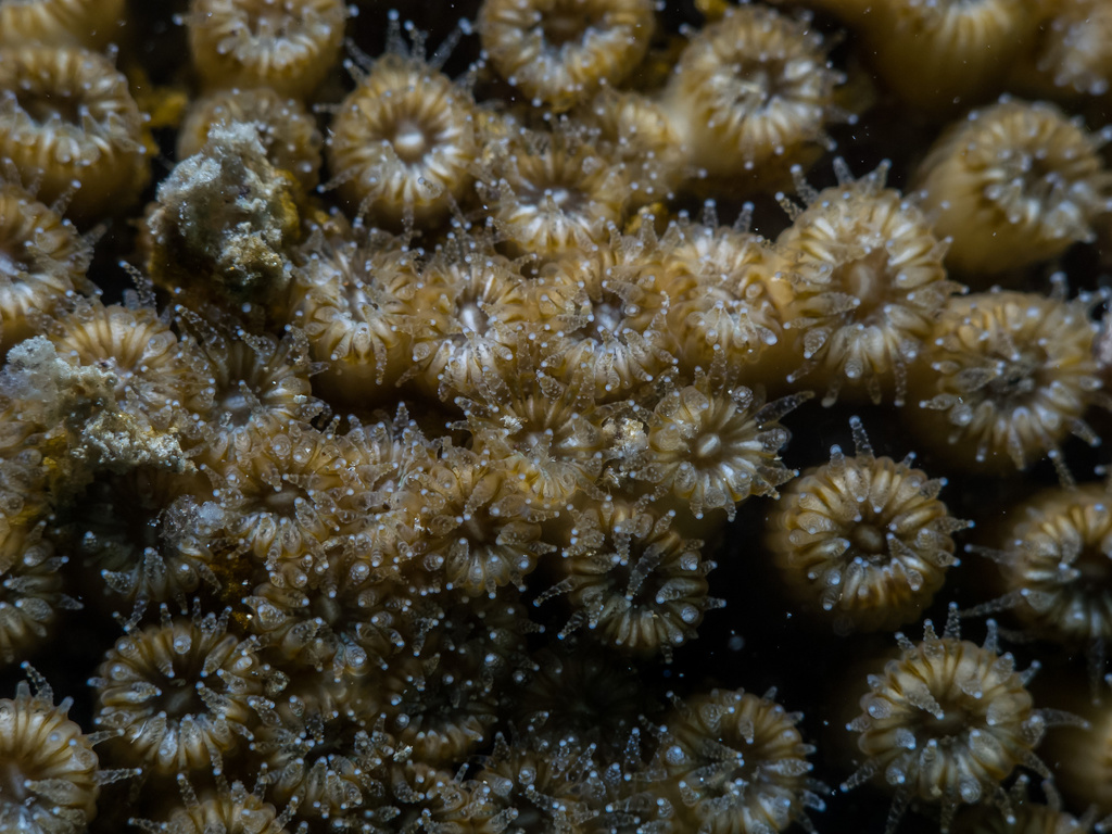 Cushion Coral