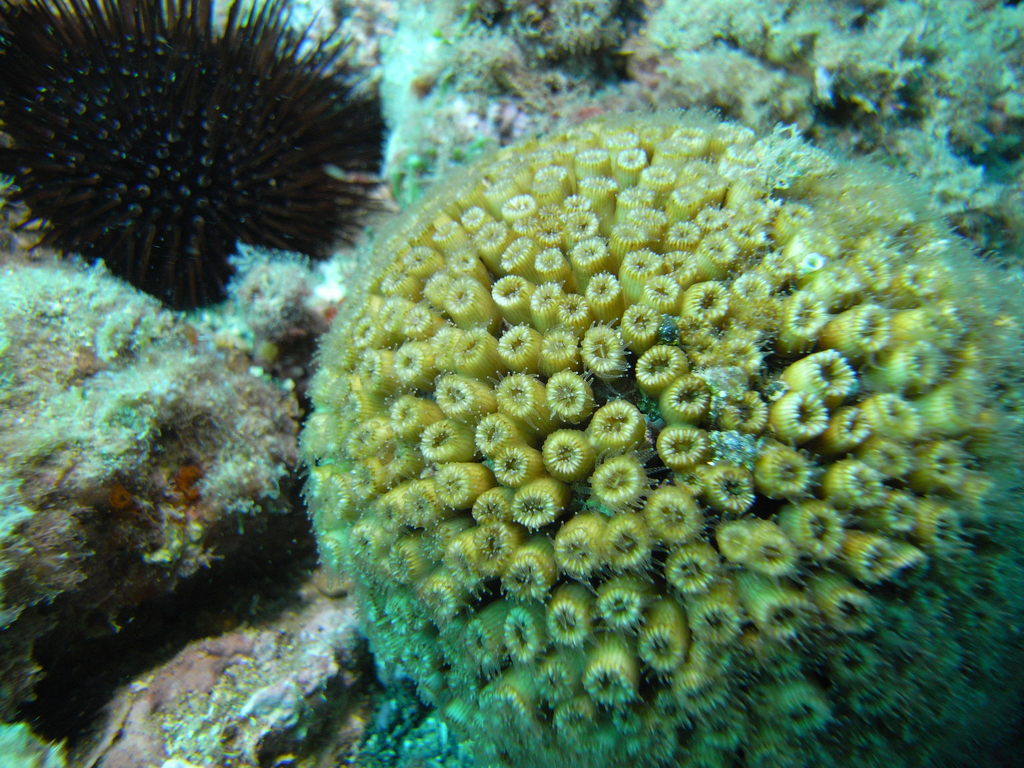 Cushion Coral