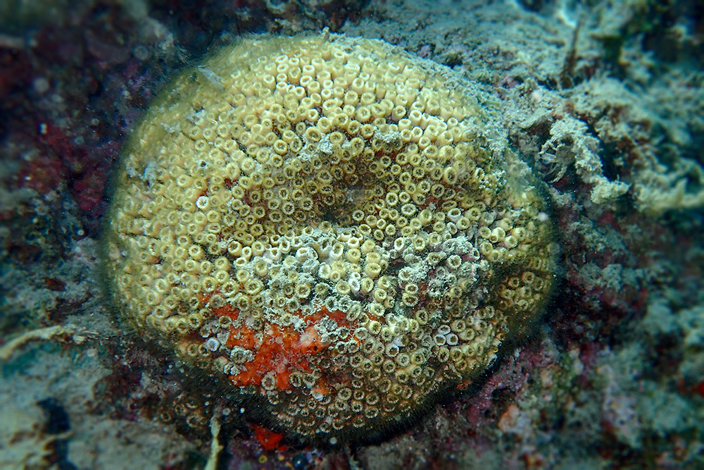 Cushion Coral