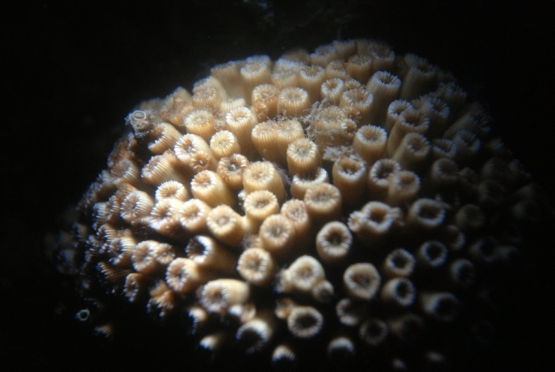 Cushion Coral