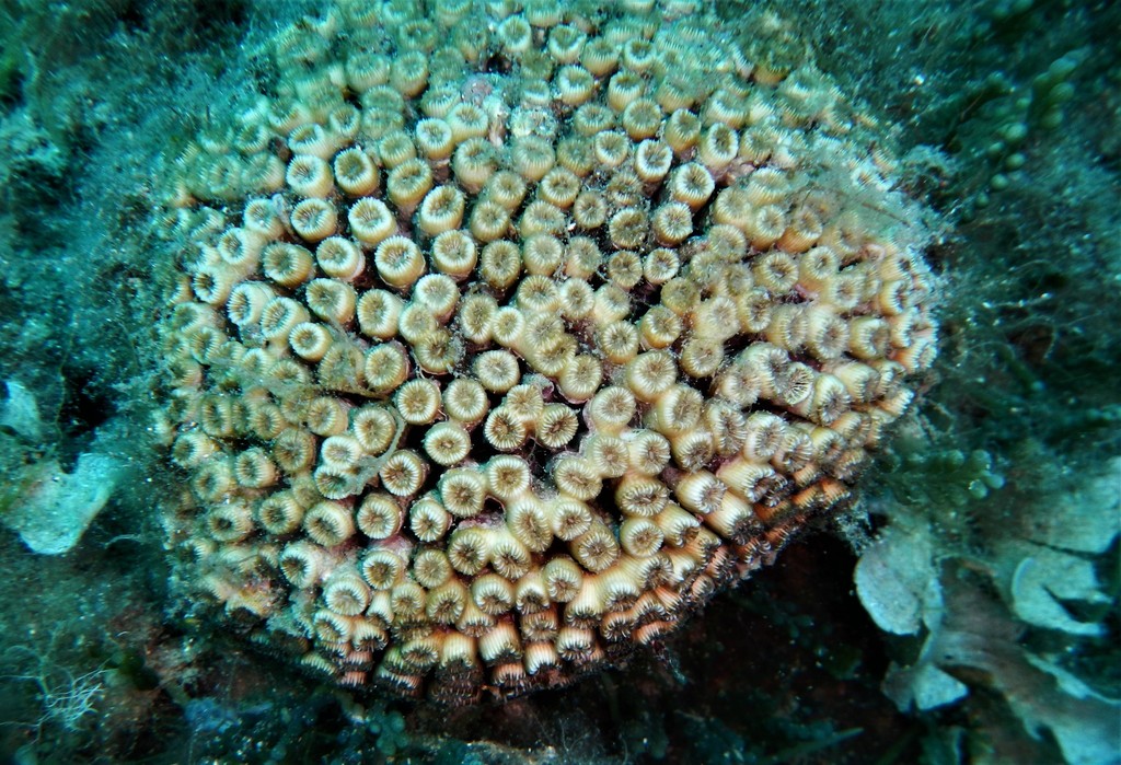 Cushion Coral