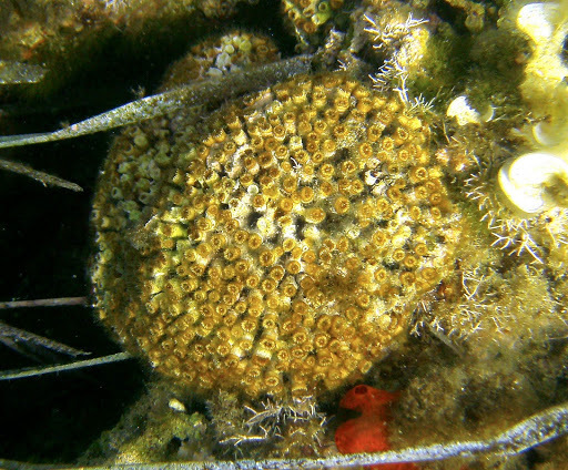 Cushion Coral
