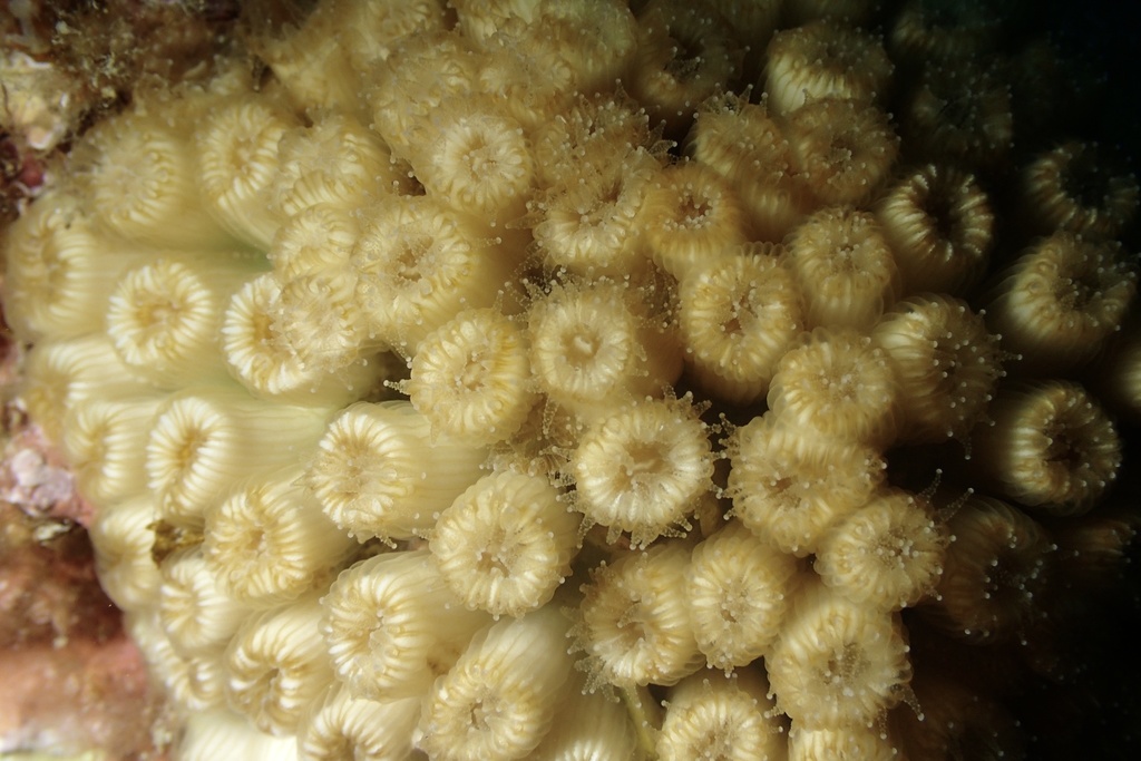 Cushion Coral