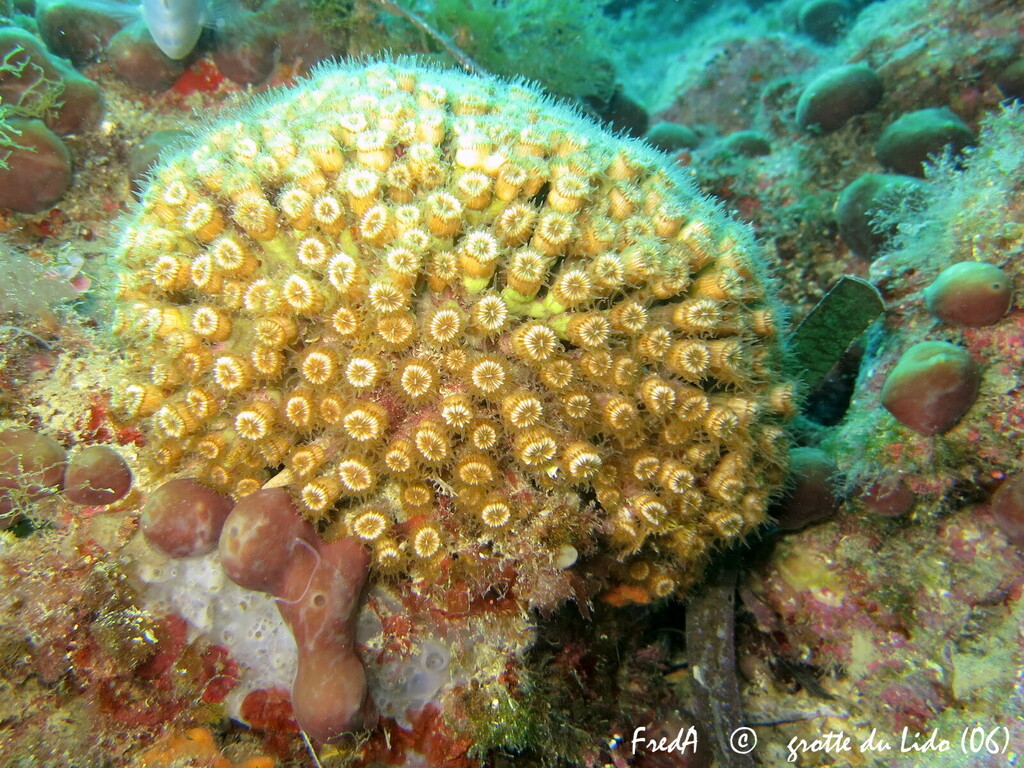 Cushion Coral