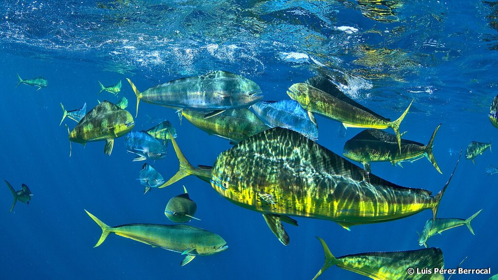 Common Dolphinfish