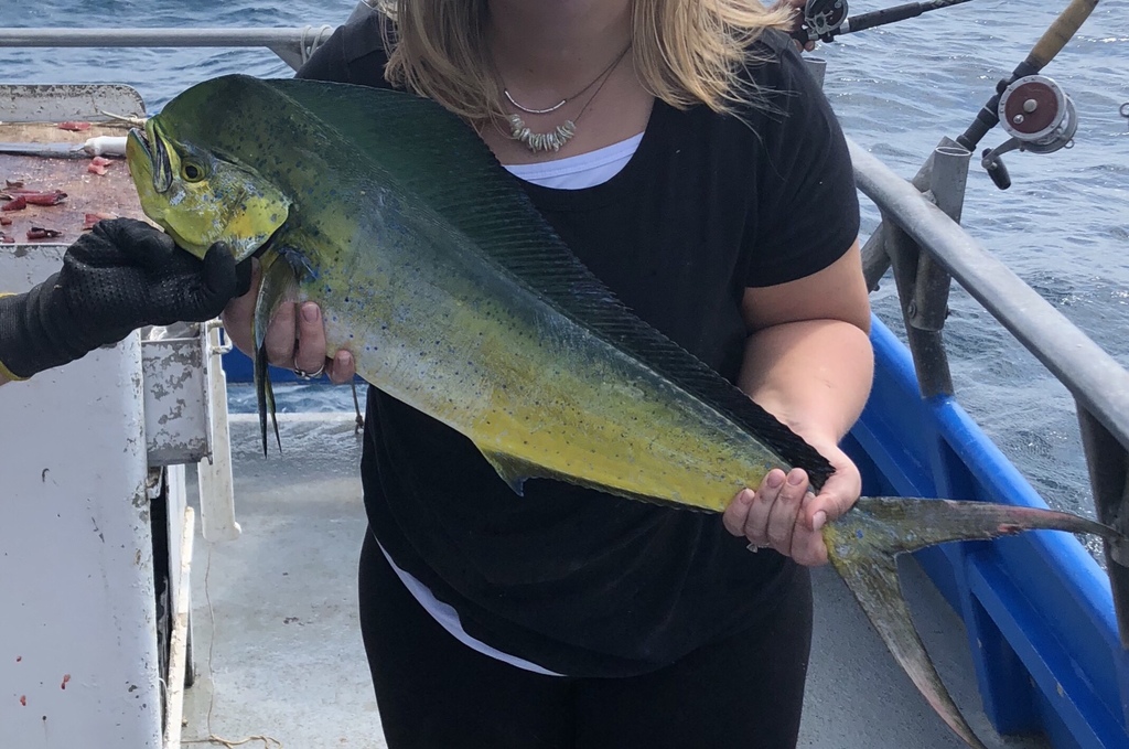 Common Dolphinfish