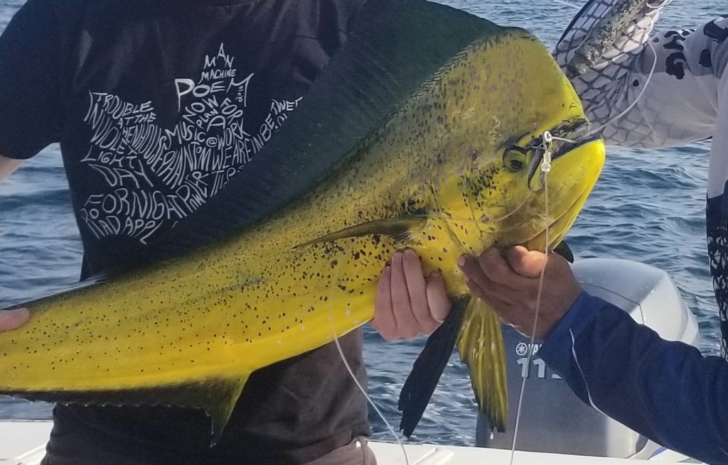 Common Dolphinfish
