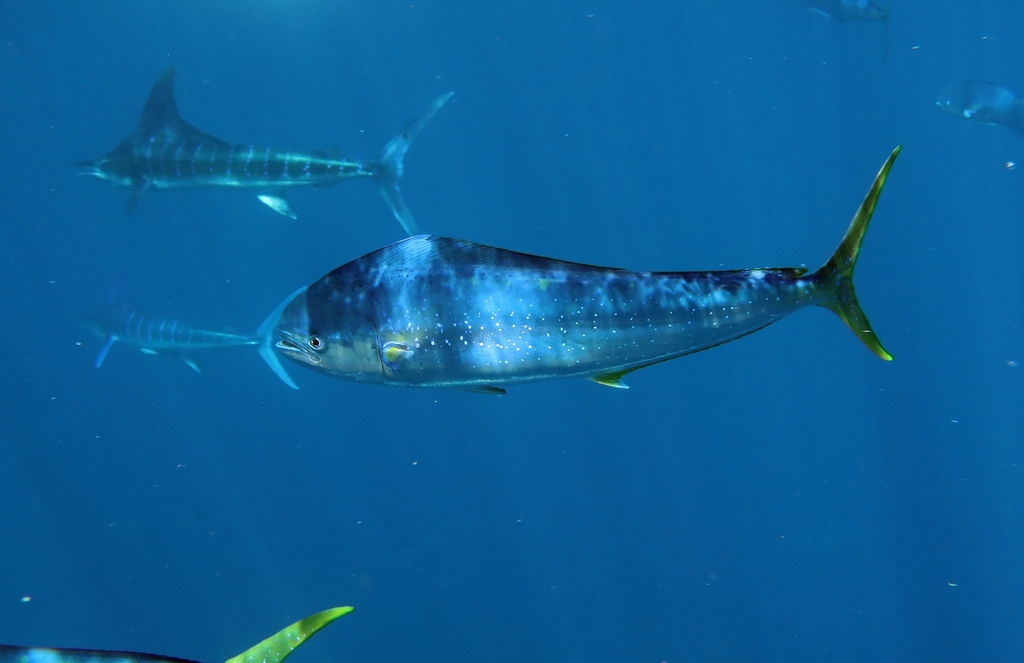 Common Dolphinfish